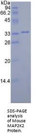 Mouse Mitogen Activated Protein Kinase Kinase 2 (MAP2K2) Protein