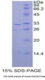 Human Mitogen Activated Protein Kinase Kinase 3 (MAP2K3) Protein