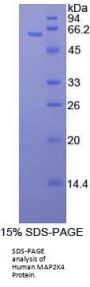 Human Mitogen Activated Protein Kinase Kinase 4 (MAP2K4) Protein
