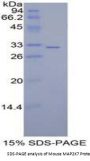 Mouse Mitogen Activated Protein Kinase Kinase 7 (MAP2K7) Protein