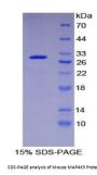 Mouse Mitogen Activated Protein Kinase Kinase Kinase Kinase 5 (MAP4K5) Protein