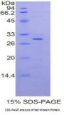 Rat Moesin (MSN) Protein
