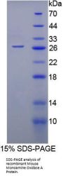Mouse Monoamine Oxidase A (MAOA) Protein