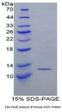 Mouse C-C Motif Chemokine 2 / MCP1 (CCL2) Protein