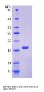 Rat C-C Motif Chemokine 2 / MCP1 (CCL2) Protein