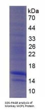 Monkey C-C Motif Chemokine 2 / MCP1 (CCL2) Protein