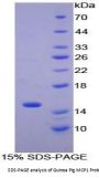 Guinea pig C-C Motif Chemokine 2 / MCP1 (CCL2) Protein