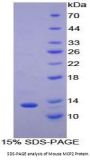 Mouse C-C Motif Chemokine 8 / MCP2 (CCL8) Protein