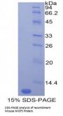 Mouse Monocyte Chemotactic Protein 5 (MCP5) Protein