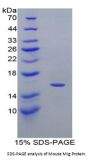 Mouse Monokine Induced By Interferon Gamma (MIg) Protein