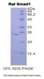 Rat Mothers Against Decapentaplegic Homolog 1 (Smad1) Protein