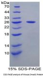 Mouse Mothers Against Decapentaplegic Homolog 1 (Smad1) Protein