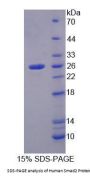 Human Mothers Against Decapentaplegic Homolog 2 (Smad2) Protein