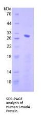 Human Mothers Against Decapentaplegic Homolog 4 (Smad4) Protein
