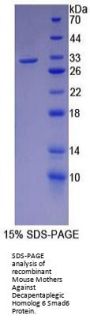 Mouse Mothers Against Decapentaplegic Homolog 6 (Smad6) Protein