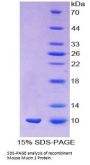 Mouse Mucin 1 (MUC1) Protein