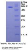 Rat Mucin 1 (MUC1) Protein