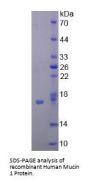 Human Mucin 1 (MUC1) Protein