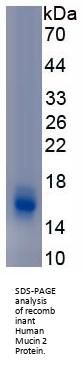 Human Mucin-2 (MUC2) Protein