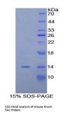 Mouse Mucin-5AC (MUC5AC) Protein