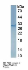 Mouse Mucin-5B (MUC5B) Protein