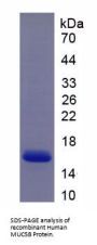 Human Mucin-5B (MUC5B) Protein