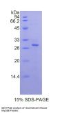 Mouse Myeloid Differentiation Primary Response Protein MyD88 (MYD88) Protein