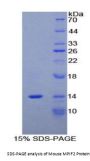 Mouse Myeloid Progenitor Inhibitory Factor 2 (MPIF2) Protein