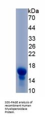 Human Myeloperoxidase (MPO) Protein