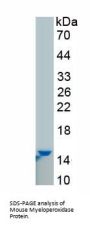 Mouse Myeloperoxidase (MPO) Protein