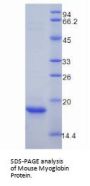 Mouse Myoglobin (MB) Protein