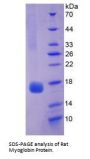 Rat Myoglobin (MB) Protein