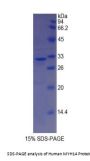 Human Myosin 14 (MYH14) Protein