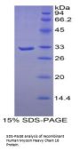 Human Myosin Heavy Chain 16 (MYH16) Protein