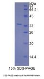 Rat Myosin-3 (MYH3) Protein