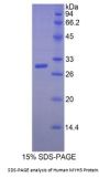 Human Myosin-3 (MYH3) Protein
