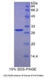 Mouse Myosin-4 (MYH4) Protein