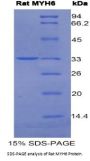 Rat Myosin-6 (MYH6) Protein