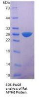 Rat Myosin-6 (MYH6) Protein