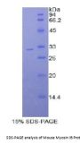 Mouse Myosin IB (MYO1B) Protein
