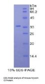 Mouse Myosin ID (MYO1D) Protein