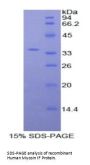 Human Myosin IF (MYO1F) Protein