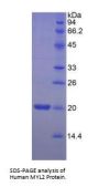 Human Myosin Light Chain 2, Regulatory, Cardiac (MYL2) Protein