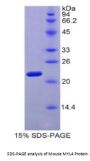 Mouse Myosin Light Chain 4, Alkali, Atrial, Embryonic (MYL4) Protein