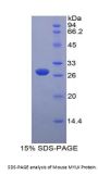 Mouse Myosin Light Chain Kinase (MYLK) Protein