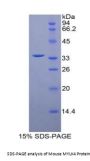 Mouse Myosin Light Chain Kinase 4 (MYLK4) Protein