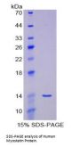 Human Myostatin (MSTN) Protein
