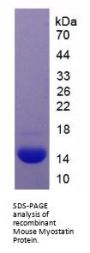 Mouse Myostatin (MSTN) Protein