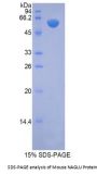 Mouse N-Acetyl Alpha-D-Glucosaminidase (NAGLU) Protein