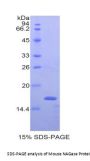 Mouse Protein O-GlcNAcase / MGEA5 (OGA) Protein